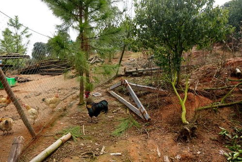 上饶杀猪饭羊肉出风头，小猪佩奇抗议 家禽销售乱象值得警惕