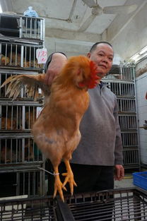 香港本地鸡恢复供应售价仍高，鸡贩期盼内地鸡早日供港提振市场