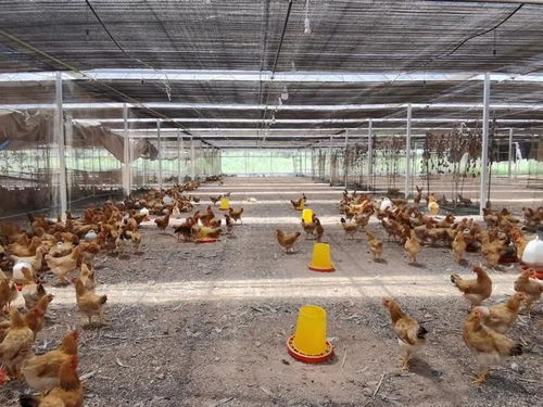 百零河田鸡进入厦门市场，家禽销售迎新机遇