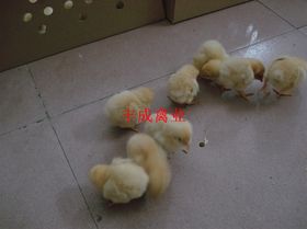 家禽销售 市场趋势、挑战与发展机遇