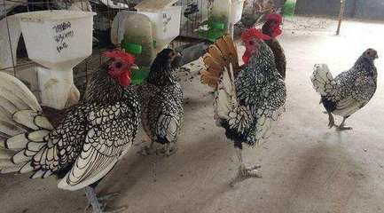 禽路坎坷，家禽行业再陷舆论风暴 活禽运输出狠招，销售端承压