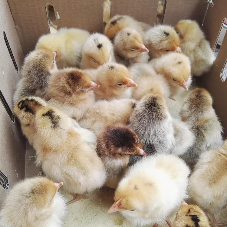 麻羽高产绿壳蛋鸡苗厂家直销 年产300枚的高效益选择