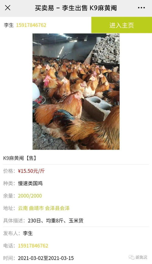 跌跌跌，绿到发光！家禽市场现