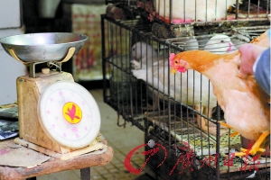 从活禽退市看人居环境与文明的跃升