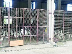 暗流涌动 南昌富天肉禽批发市场强制关停后的隐秘交易