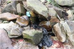 探索自产无公害家禽销售 新鲜、健康与可持续的选择