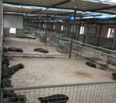 凉山黑猪与家禽销售助力本社成员增收