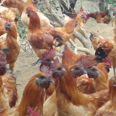 黄羽乌骨鸡苗厂家直销 包疫苗包运输，优质黄毛乌鸡苗供应