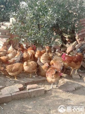 天然有机土鸡 合作社散养新模式，邀您共拓绿色家禽市场