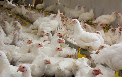 鸡只吃料不长肉？料肉比高？养殖户必看的降本增效奇招