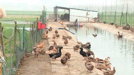 先行先试，她以家禽销售引领乡村致富路