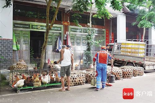 龙塘镇居民家的“动物园”生活 鸡鸭鹅不消停，家禽销售成社区一景